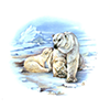 Animals polar bear